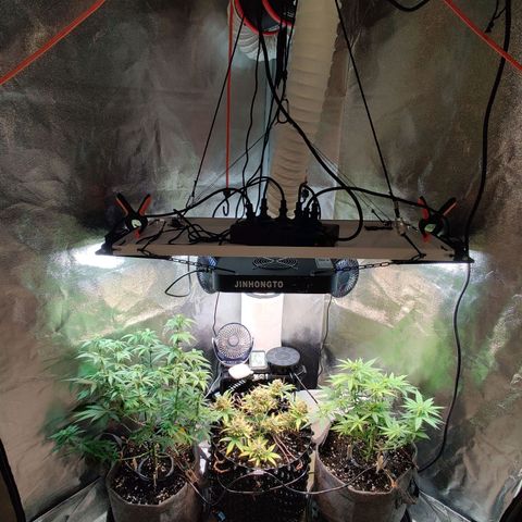 2nd try - SM Zkittlez 🍊🍬 growlog timeline photo