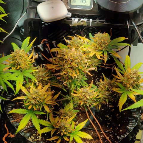 2nd try - SM Zkittlez 🍊🍬 growlog timeline photo