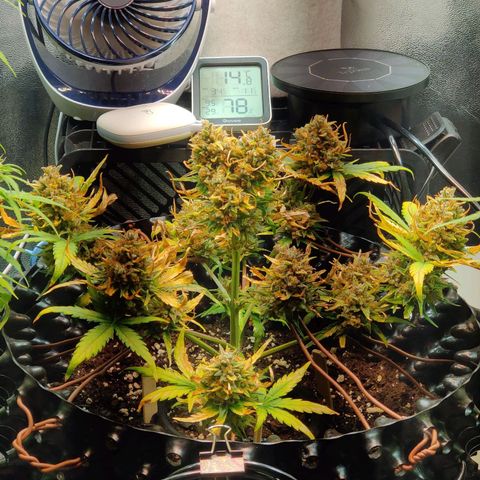2nd try - SM Zkittlez 🍊🍬 growlog timeline photo