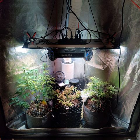 2nd try - SM Zkittlez 🍊🍬 growlog timeline photo