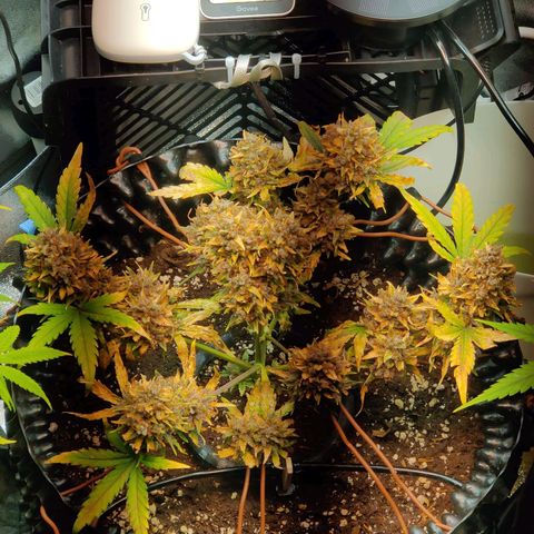 2nd try - SM Zkittlez 🍊🍬 growlog timeline photo