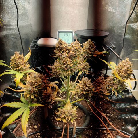 2nd try - SM Zkittlez 🍊🍬 growlog timeline photo