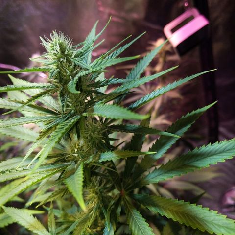 Plant 1 growlog timeline photo