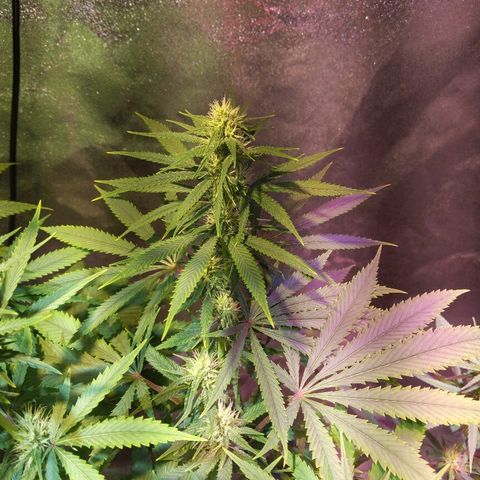 Plant 1 growlog timeline photo