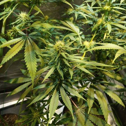 Plant 1 growlog timeline photo