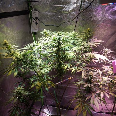 Plant 1 growlog timeline photo