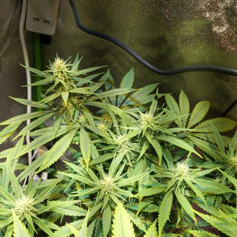 Plant 1 growlog timeline photo