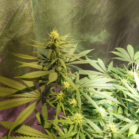 Plant 1 growlog timeline photo