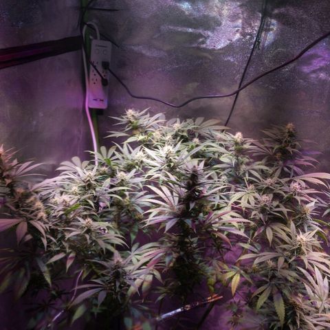 Plant 1 growlog timeline photo
