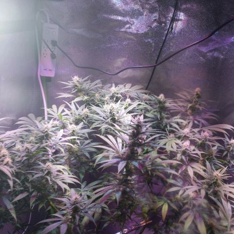 Plant 1 growlog timeline photo