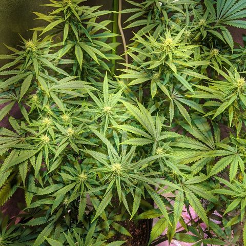 Plant 1 growlog timeline photo