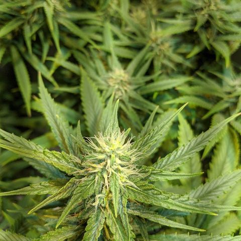 Plant 1 growlog timeline photo