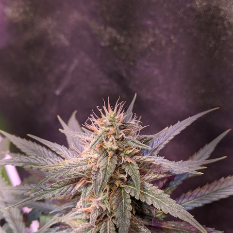 Plant 1 growlog photo: 50%orange hair 