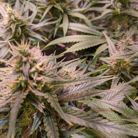 Plant 1 growlog photo: 50%orange hair 