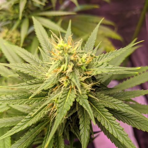 Plant 1 growlog photo: 50%orange hair 