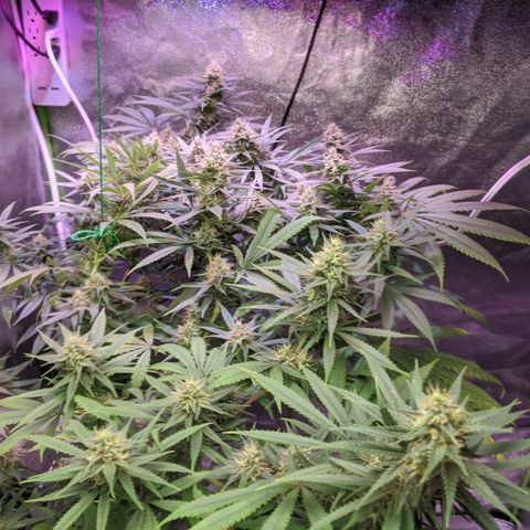Plant 1 growlog timeline photo
