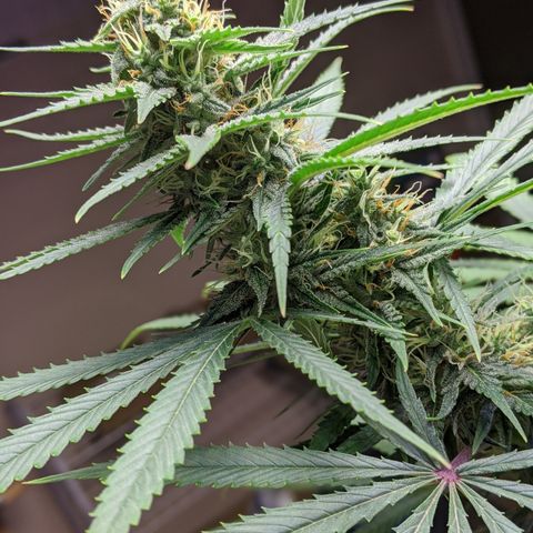 Plant 1 growlog photo: Buds :)