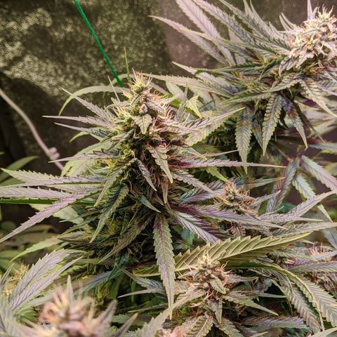 Plant 1 growlog photo: Buds :)