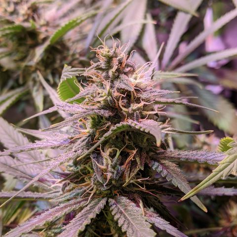 Plant 1 growlog photo: Buds :)