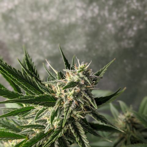 Plant 1 growlog photo: Buds