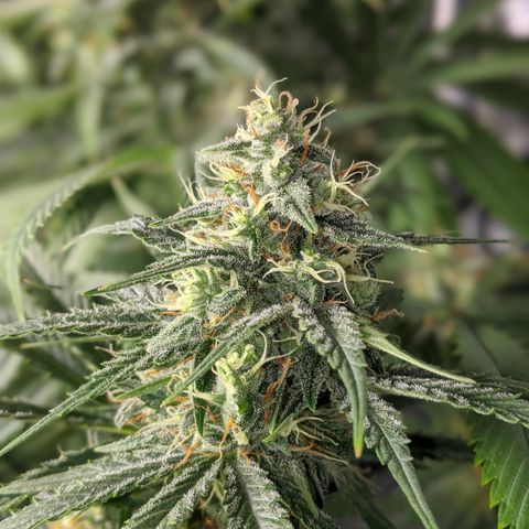 Plant 1 growlog photo: Buds