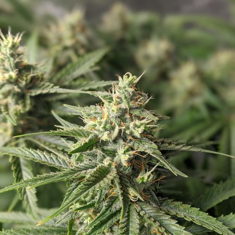 Plant 1 growlog photo: Buds