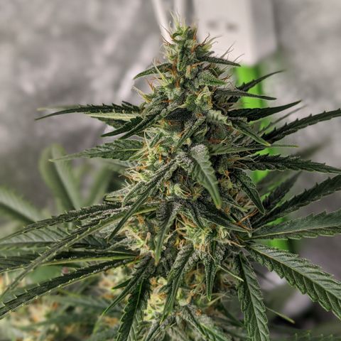 Plant 1 growlog photo: Buds