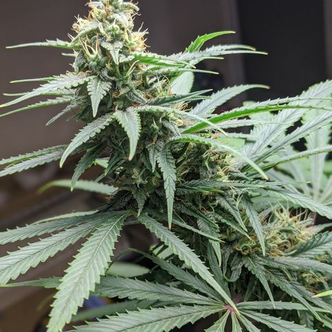 Plant 1 growlog photo: Buds
