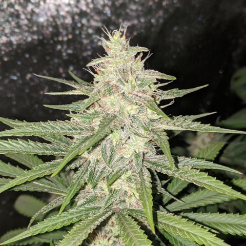 Plant 1 growlog timeline photo