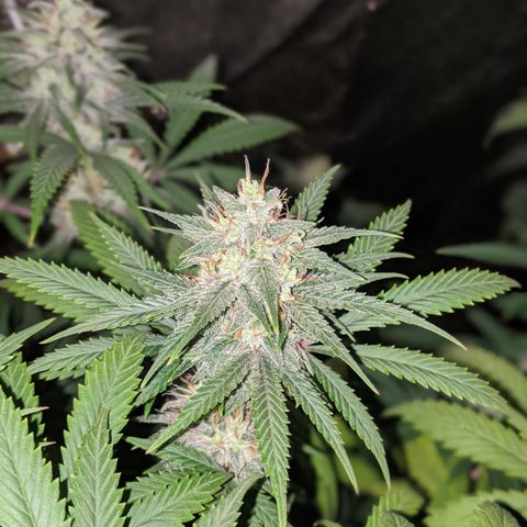 Plant 1 growlog timeline photo