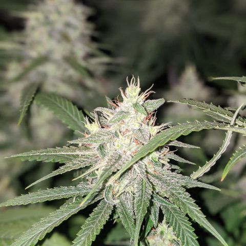 Plant 1 growlog timeline photo