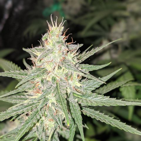 Plant 1 growlog timeline photo
