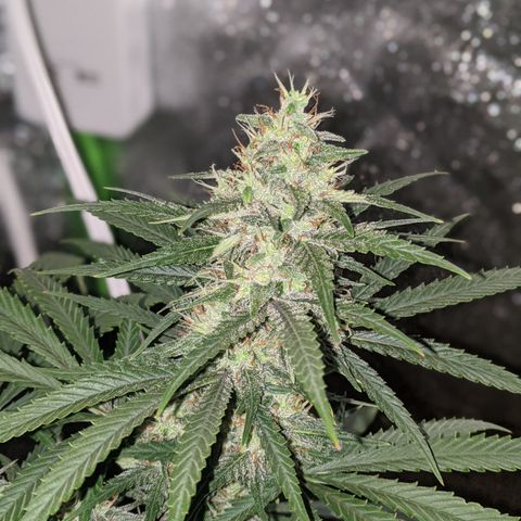 Plant 1 growlog timeline photo