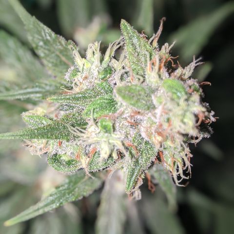 Plant 1 growlog timeline photo
