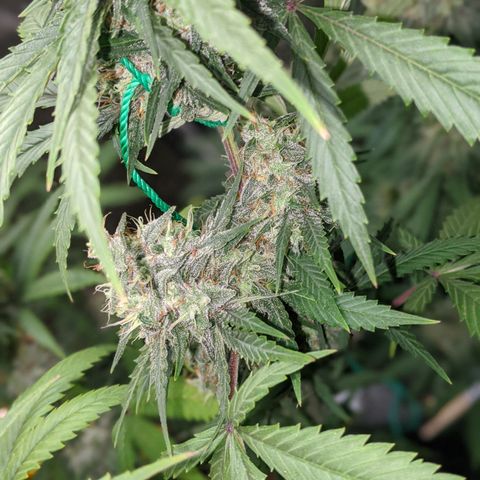 Plant 1 growlog timeline photo
