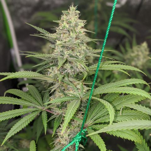 Plant 1 growlog timeline photo
