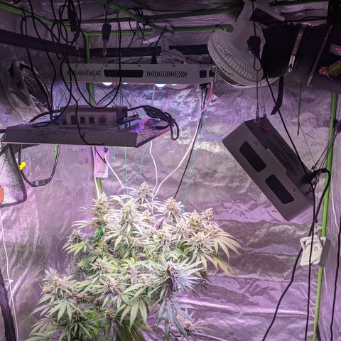 Plant 1 growlog timeline photo