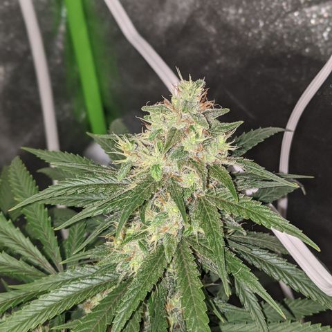Plant 1 growlog timeline photo