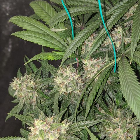 Plant 1 growlog timeline photo