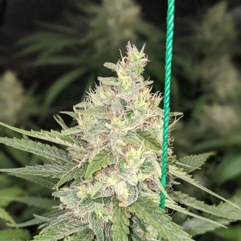 Plant 1 growlog timeline photo