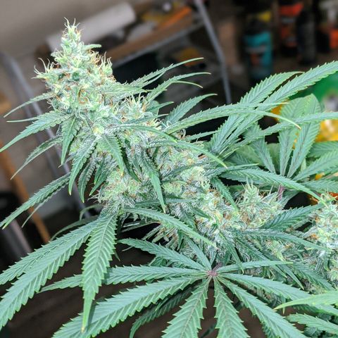 Plant 1 growlog timeline photo