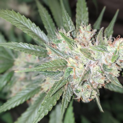 Plant 1 growlog timeline photo