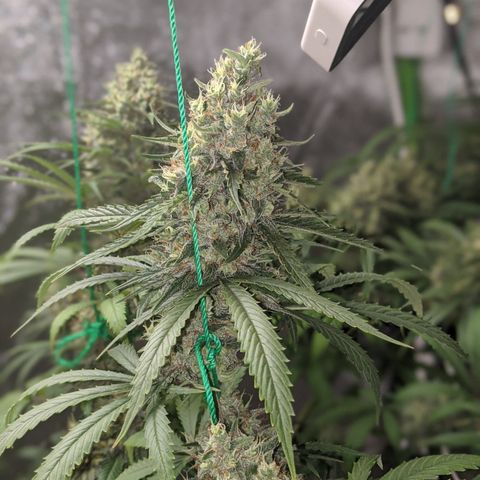 Plant 1 growlog timeline photo