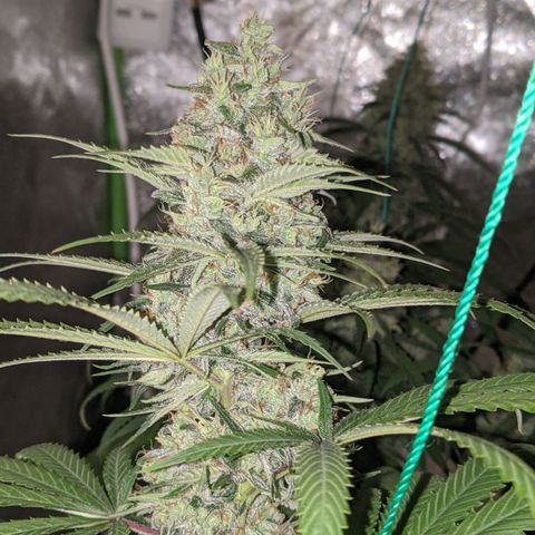 Plant 1 growlog timeline photo