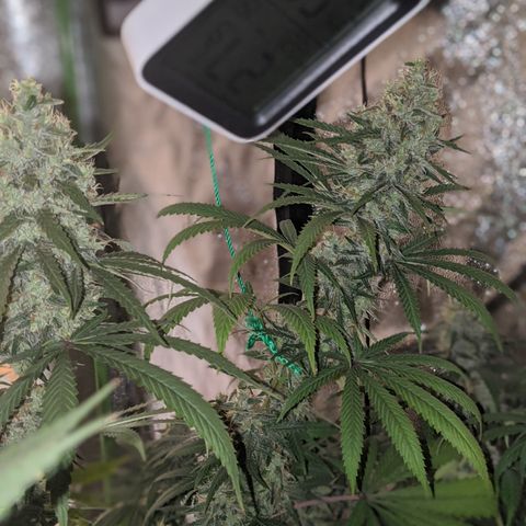 Plant 1 growlog timeline photo