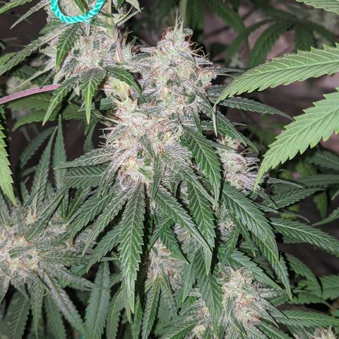 Plant 1 growlog timeline photo
