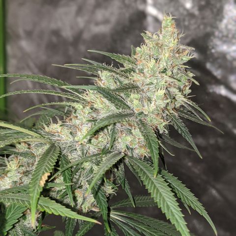 Plant 1 growlog timeline photo