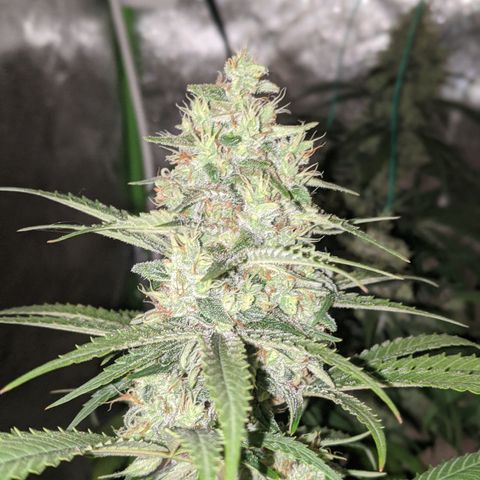Plant 1 growlog timeline photo