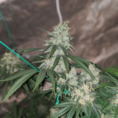 Plant 1 growlog timeline photo