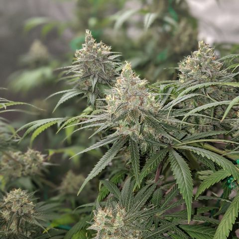 Plant 1 growlog timeline photo